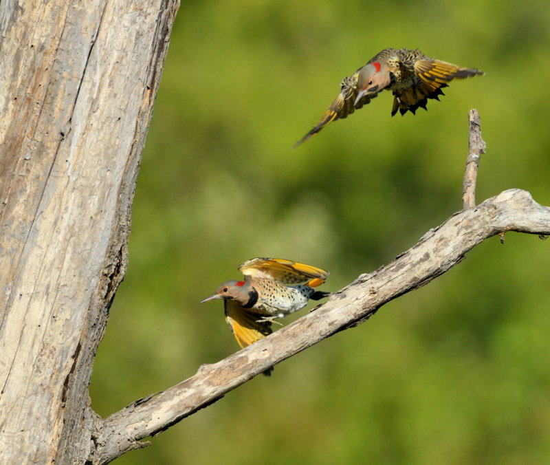 D52_8086.jpg