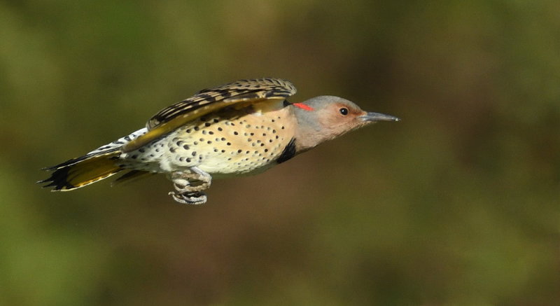 D52_8172.jpg