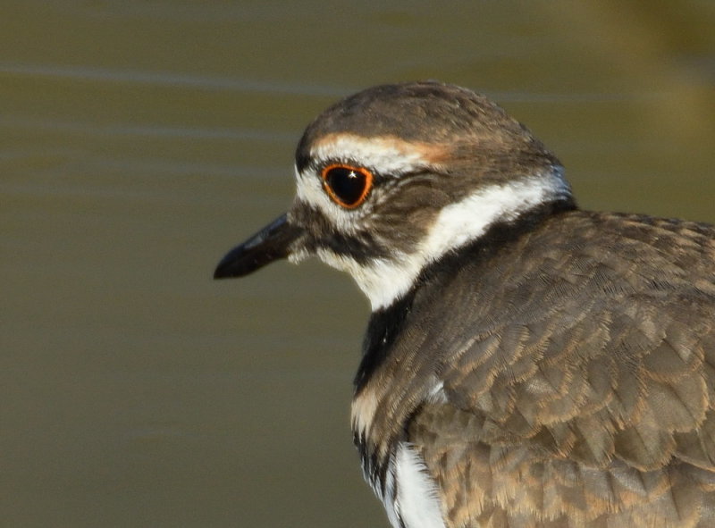 D52_9580.jpg
