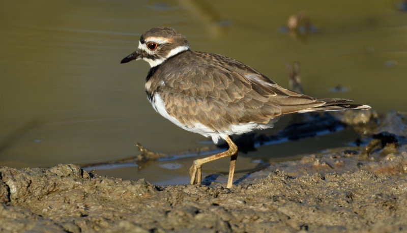 D52_9581.jpg