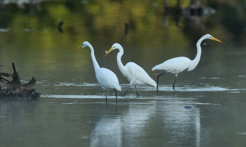 D52_7514.jpg