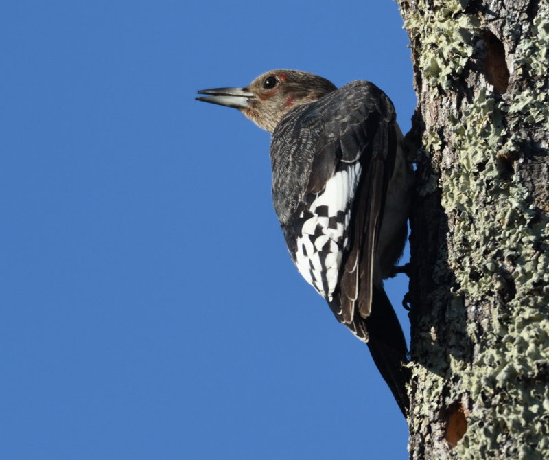 D52_9689.jpg
