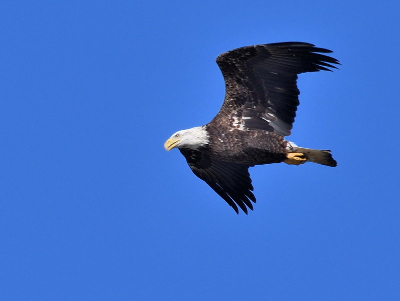 D52_1294.jpg