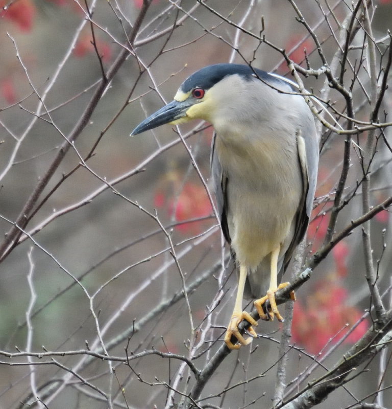 D52_4345.jpg