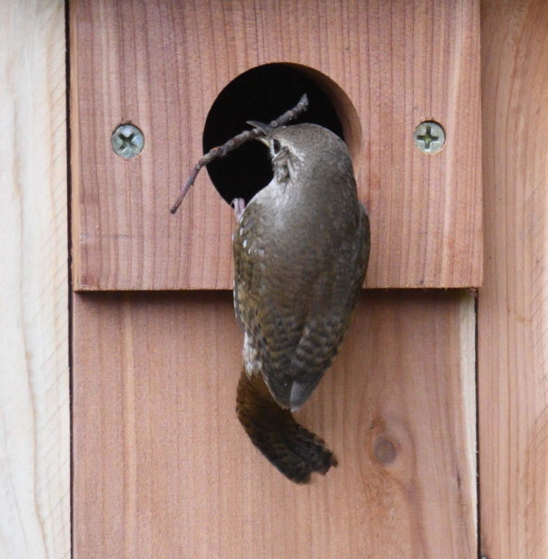 D52_5117.jpg