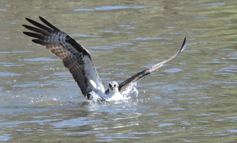 D54_3619.jpg