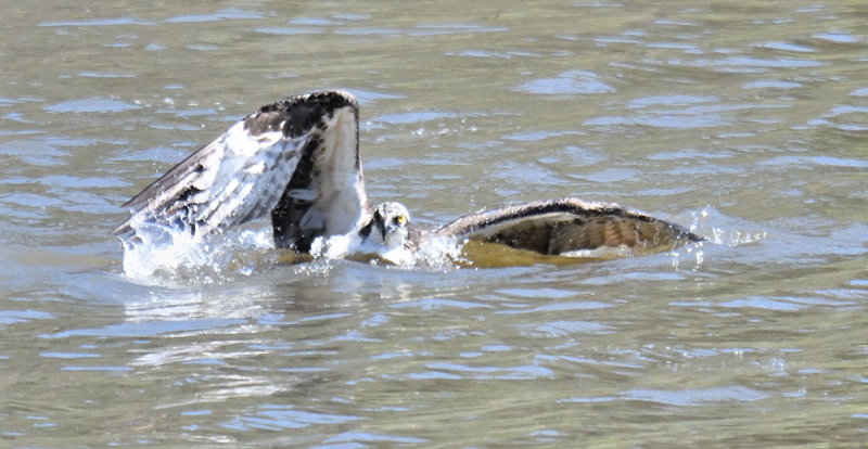 D54_3622.jpg