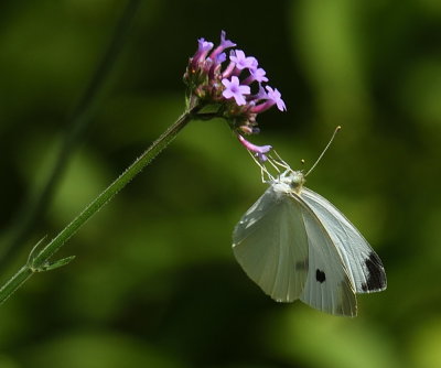 D52_4194.jpg