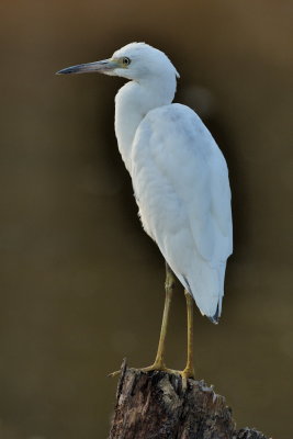 D52_4896.jpg