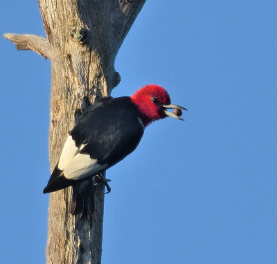 D52_5946.jpg