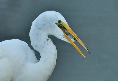 D52_7484_02.jpg