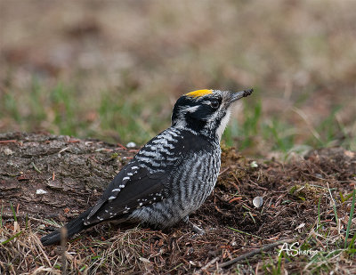 Three_Toed_Woodpecker.jpg