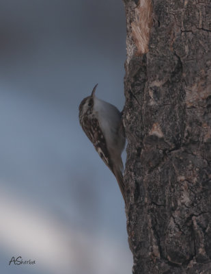 Brown_Creeper.jpg