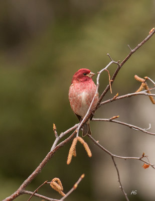 2019_Male_Purple_Finch.jpg