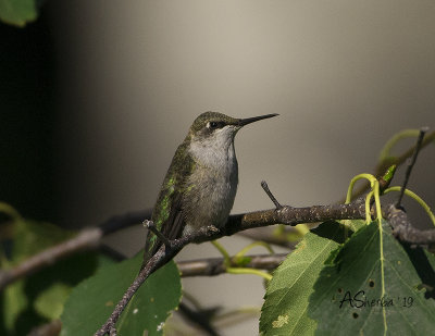 2019_Female_Hummingbird.jpg