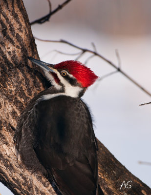 M Pileated Woodpecker.jpg