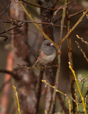 May 10 Junco.jpg