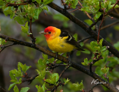 May-2020-Male-Western-Tanager.jpg