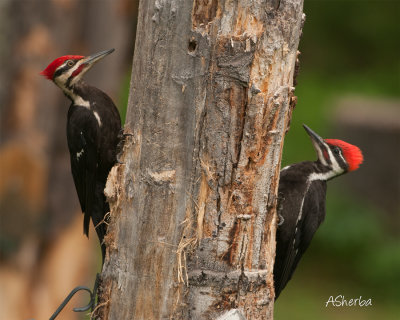 Pileated-Woodpecker-and-Baby.jpg