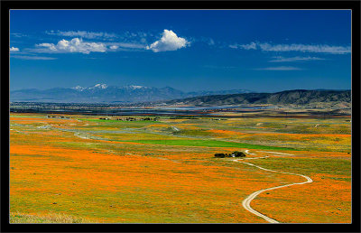 Antelope Valley Poppies