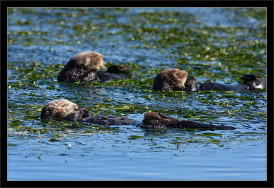 Napping Sea Otters