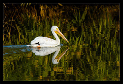 White Pelican & Reed Reflections