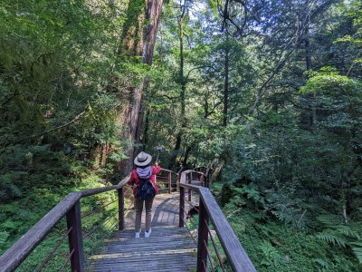 拉拉山 巨木群步道 | SEP 2022