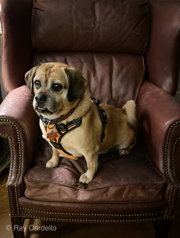 Rosco.....Our Lovable Puggle