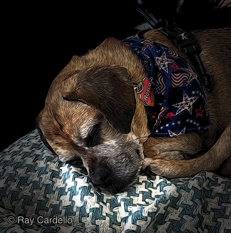 Rosco.....Our Lovable Puggle