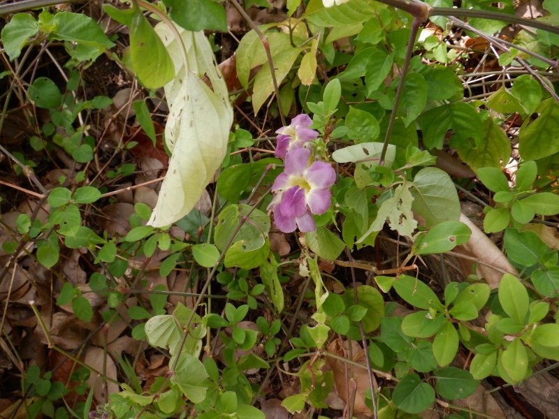 S0922110 - Copy.JPG