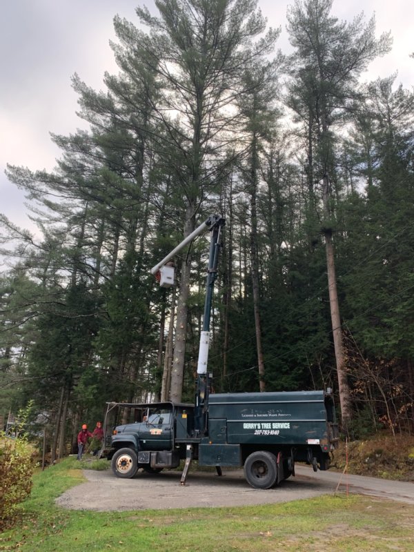 Tree Removal at Maine Cottage