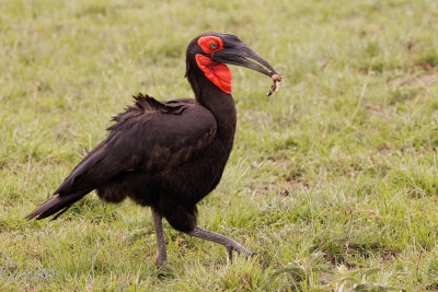 Ground Hornbill _M4A0100.jpg