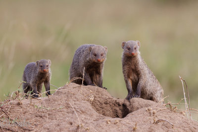 Mongooses _M4A0301.jpg