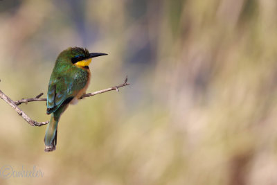 Bee-eater _M4A0250.jpg