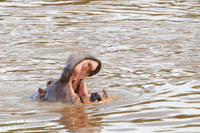Hippo with a rock!? I've never seen this before _M4A0349.jpg