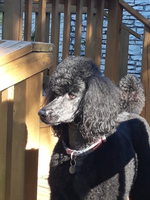 In Memory of Our Standard Poodle - Shadow