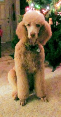 Our New Standard Poodle - Shiloh