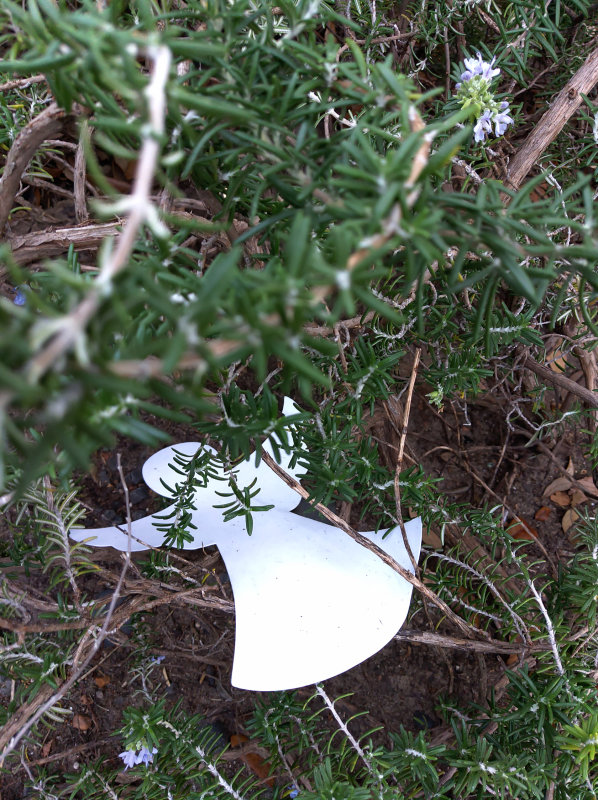 rosemary blooming Christmas