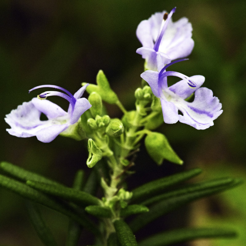 rosemary trio driveway