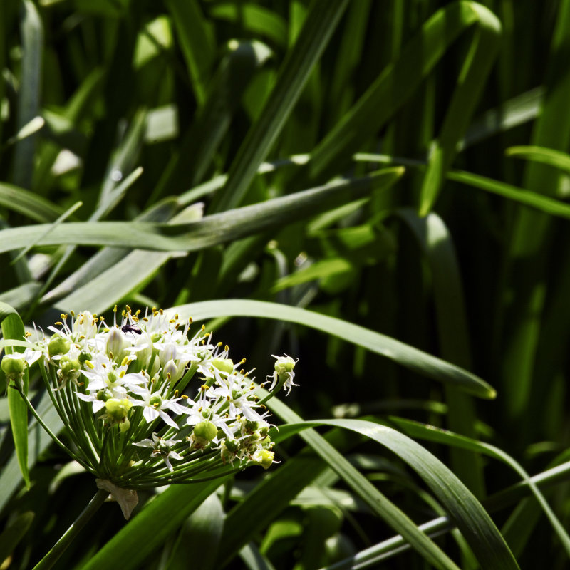 ornamental garlic w green bot fly