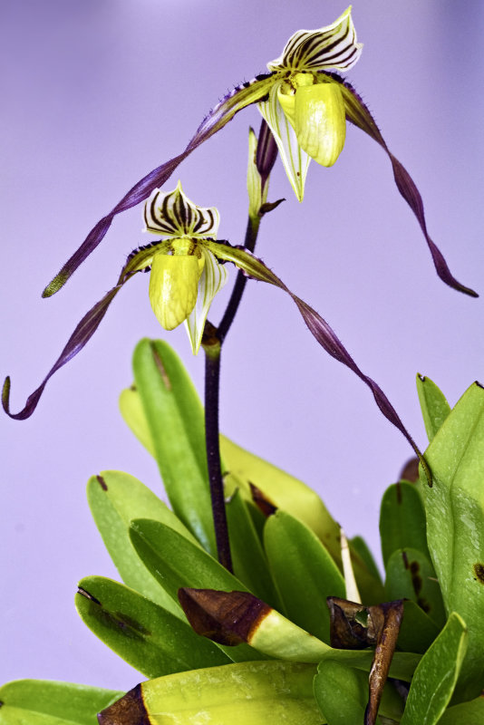 Paph philippenensee var Lavagatum in studio