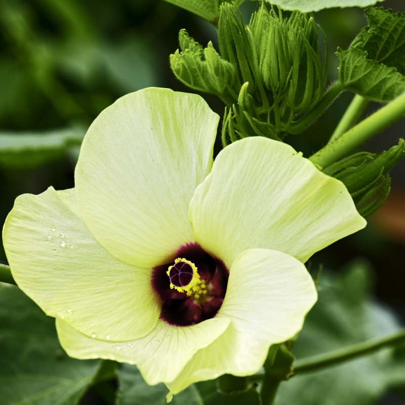 okra blossom second wave