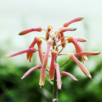 drive way  aloe mature blossom