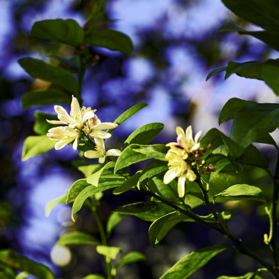 meyer lemon blossoms by pool