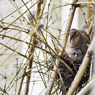 white-winged doves nesting in bamboo