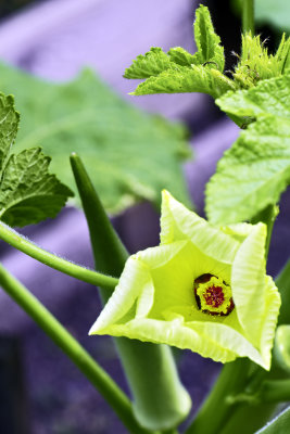 okra blossom