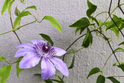 clematis Nelly Moser