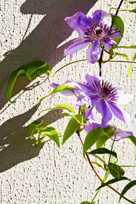 clematis Nelly Moser Oct 