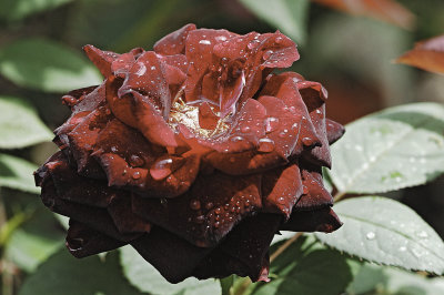 Mr Lincoln rose after deluge