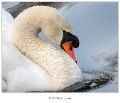 Swan On A Lake In Winter